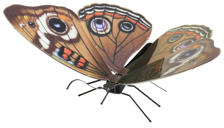 Fasc. ME - Buckeye butterfly