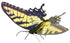 Fasc. ME - Tiger swallowtail butterfly