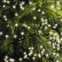 Lumineo LED cluster twinkel 1900cm 2040L - zwart/warm wit  - kerstverlichting
