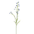 Mini Nicotiana 75Cm - Blue