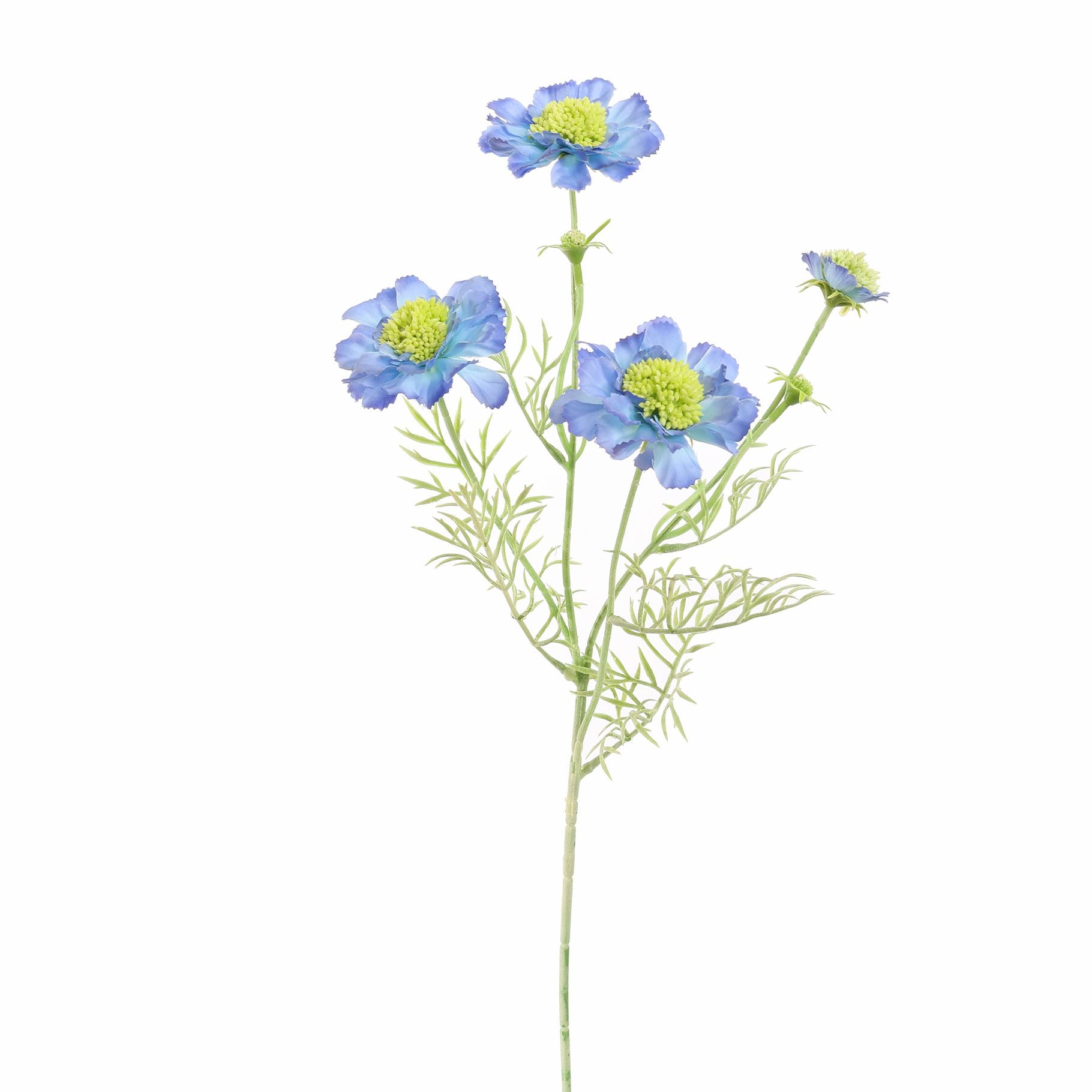 Scabiosa 60Cm - Blue