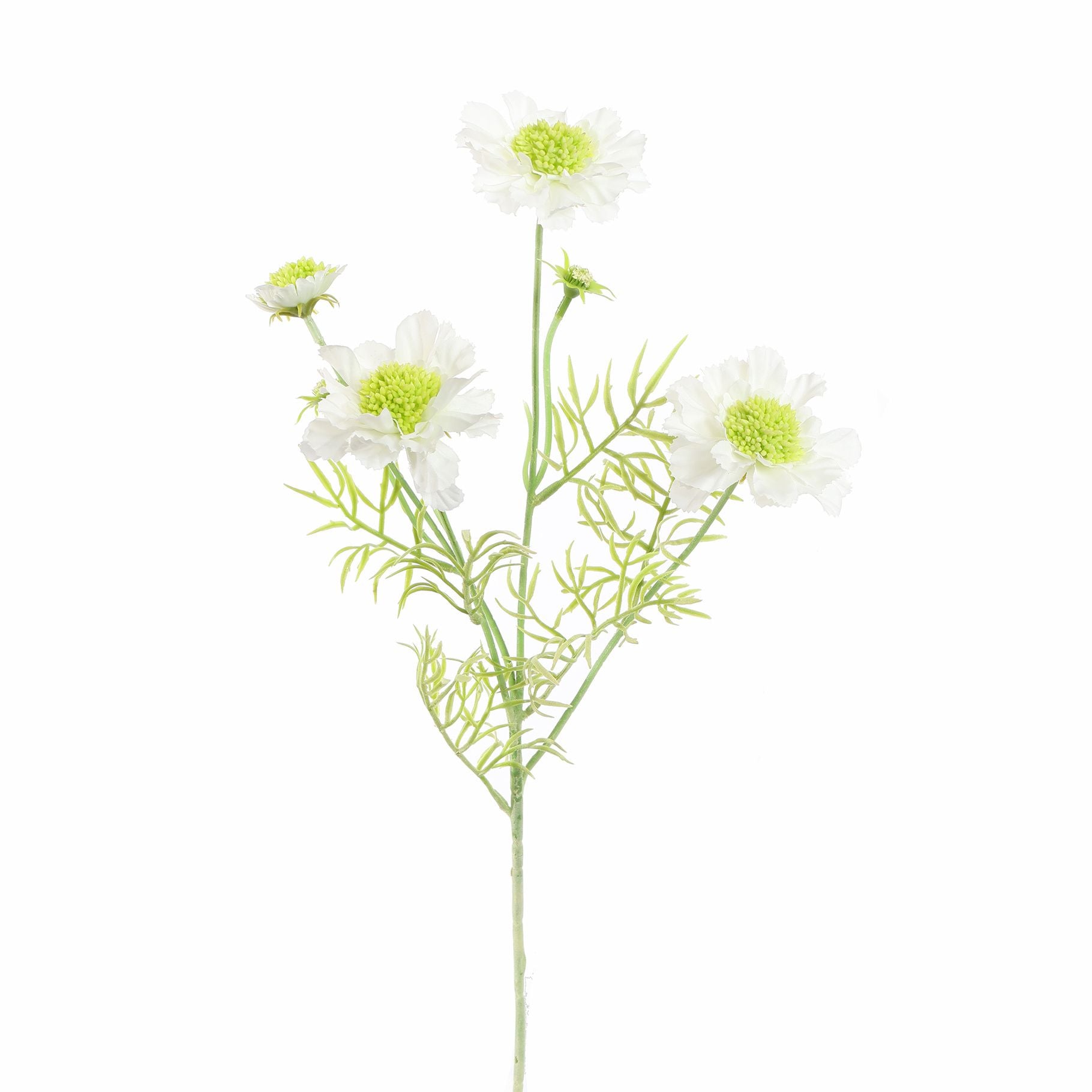 Scabiosa 60Cm - Cream