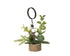 Kerst kaarthouder distel 12c10cm - groen/wit