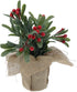 Kerst plant met bessen in jute pot