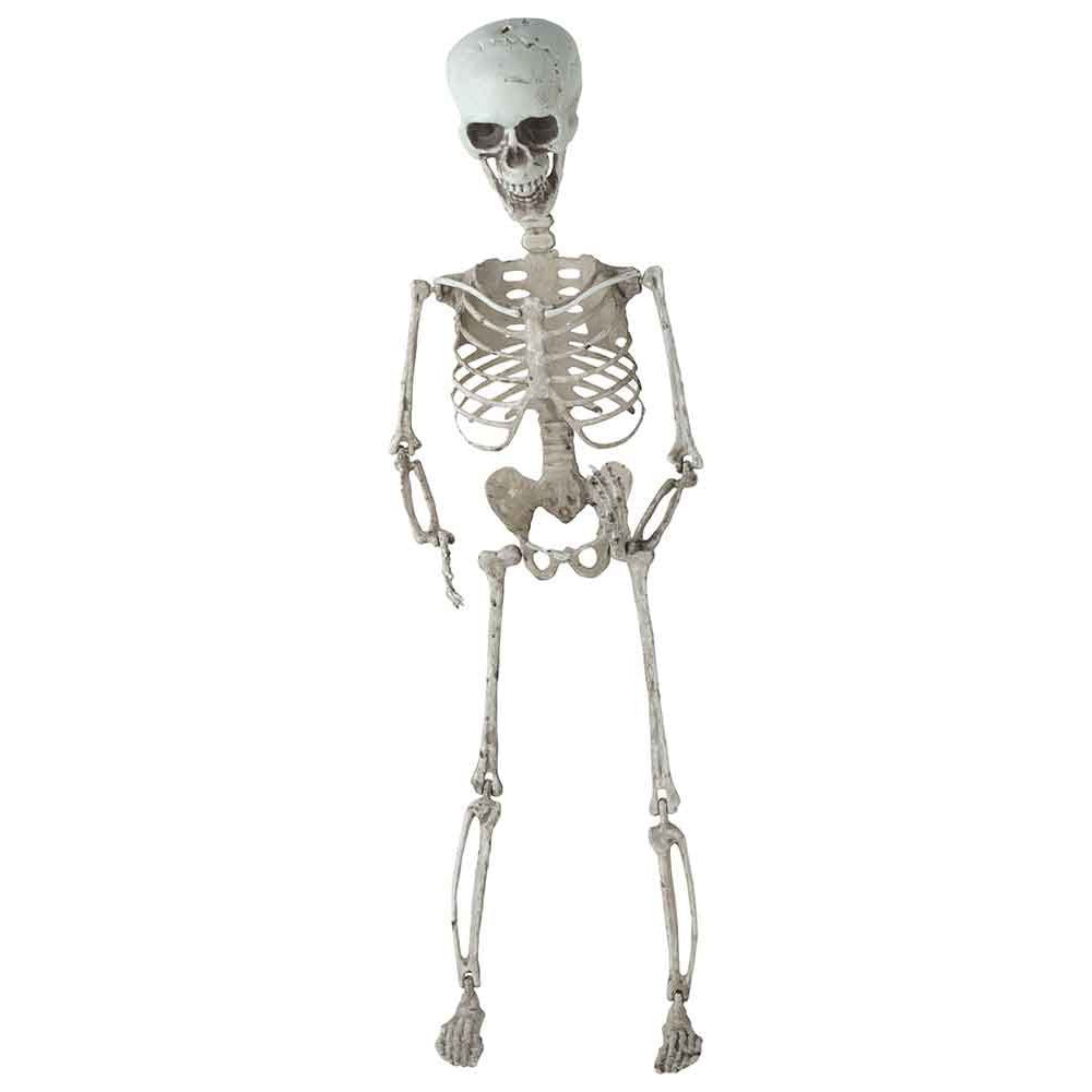 Skelet hangend - 17x10x70cm