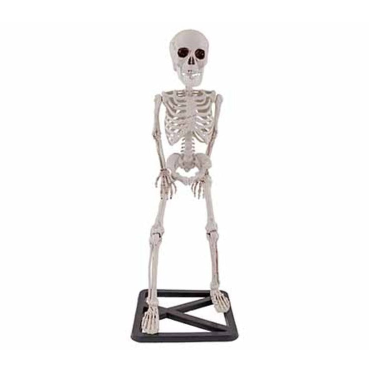 Skelet staand natuur - 20x18x55cm