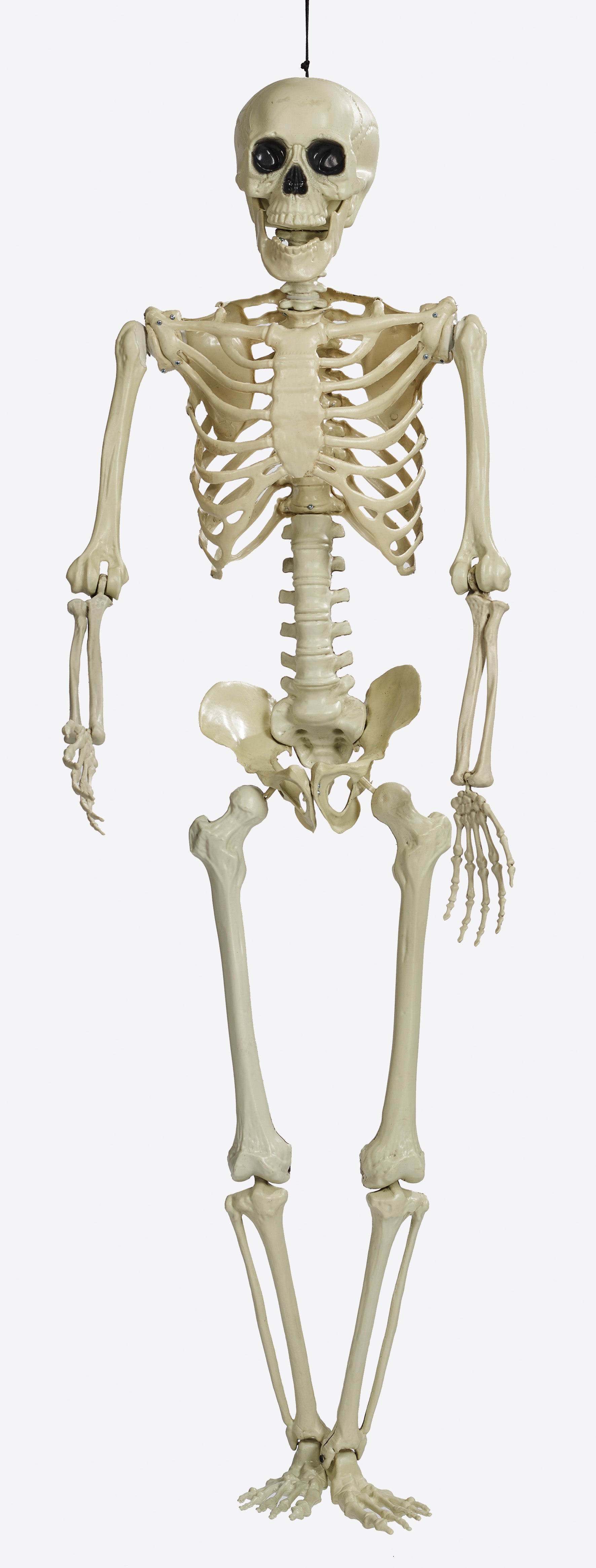 Deco Halloween - Skelet 150cm