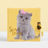 STUDIO PETS Brits langhaar Missy - Dagboek met slot