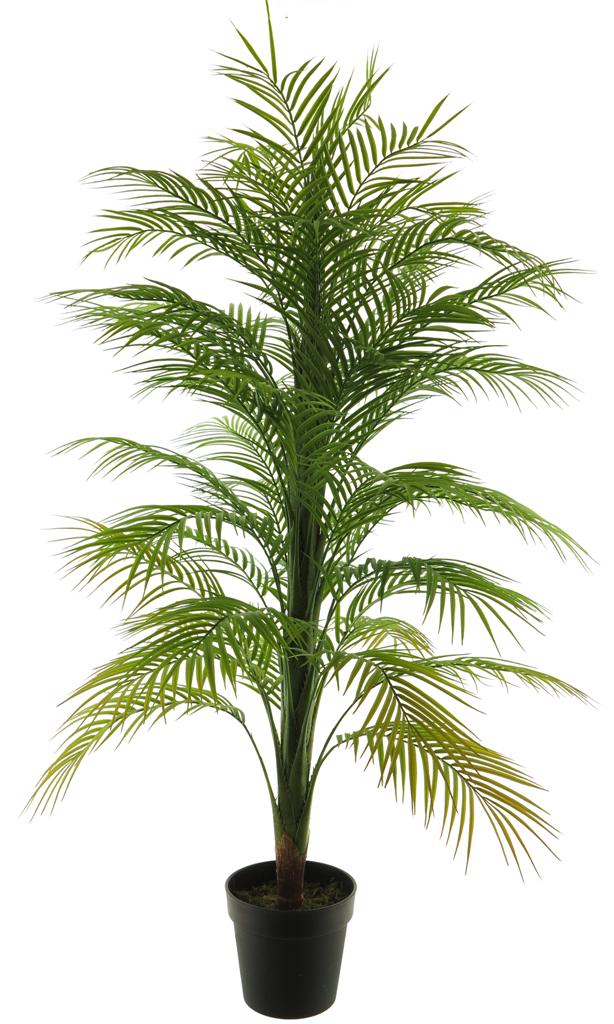 ISAA Areca palm - 140cm