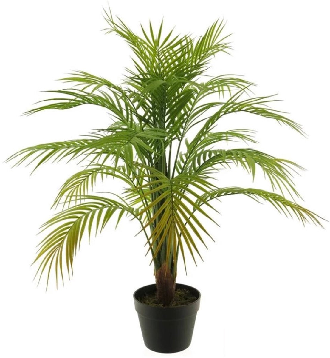 ISAA Areca palm  - 90cm