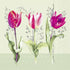 IHR Servetten 25x25cm - tulip beauties   4086502629