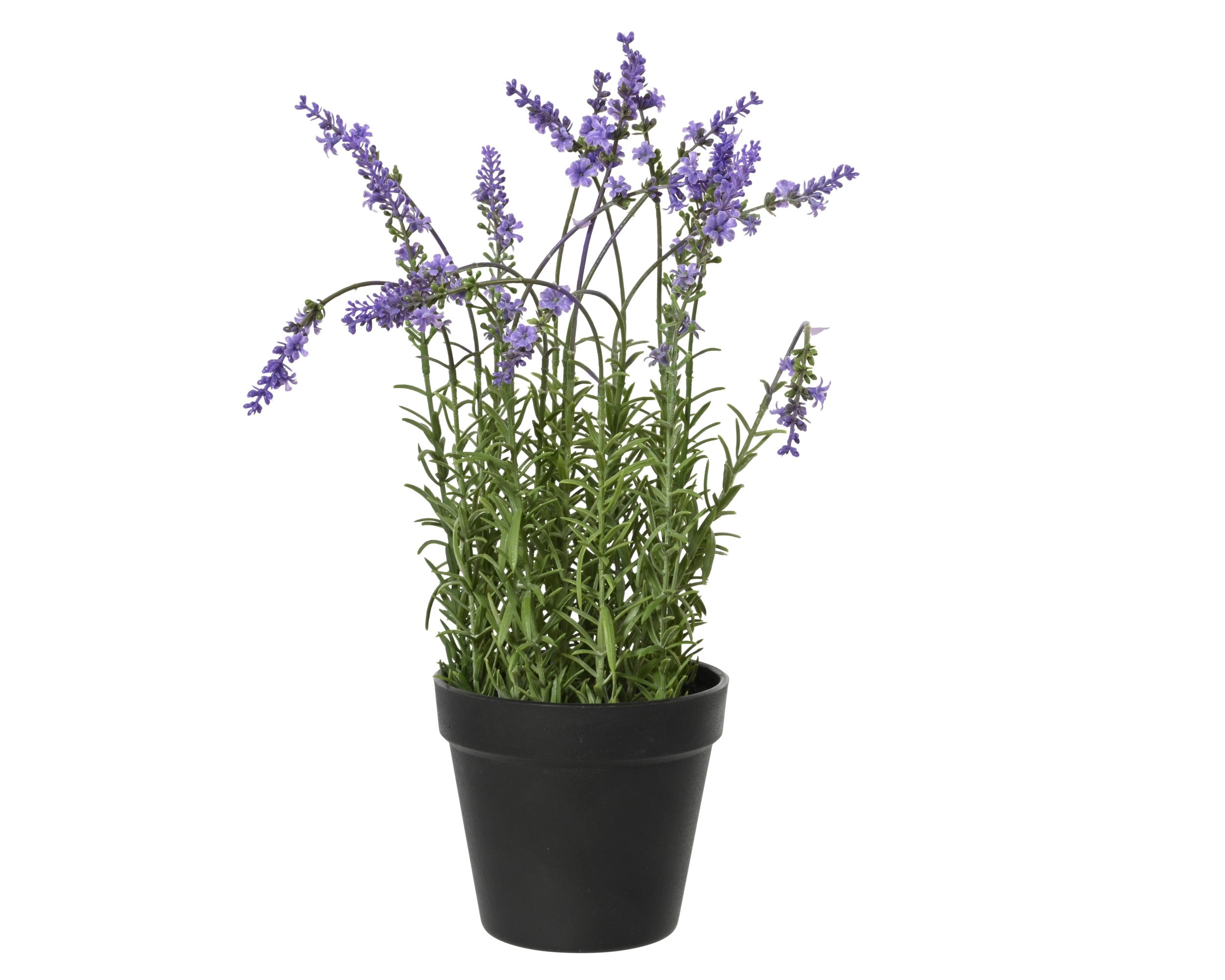 Lavendel in pot plastic - 22x37cm - groen/ paars