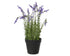 Lavendel in pot plastic - 22x37cm - groen/ paars