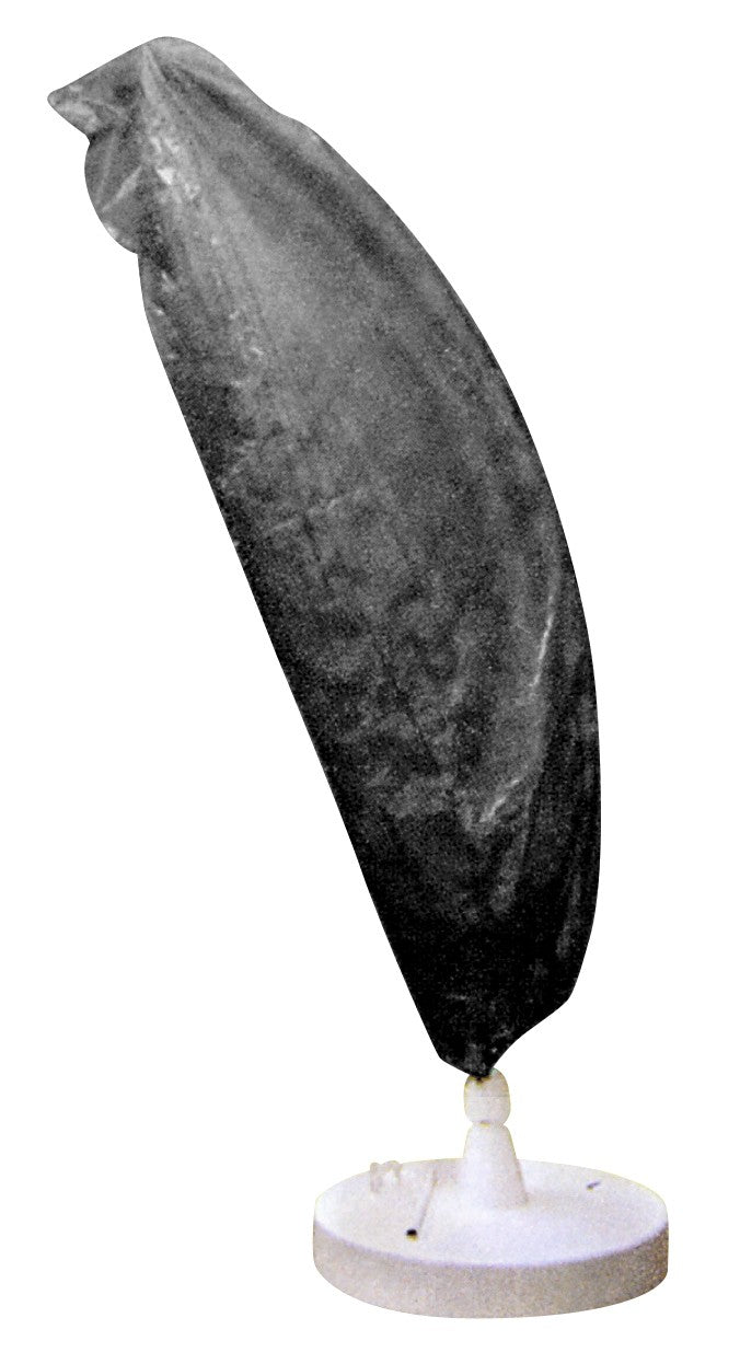 11985633.jpg