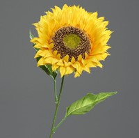 18859904.jpg